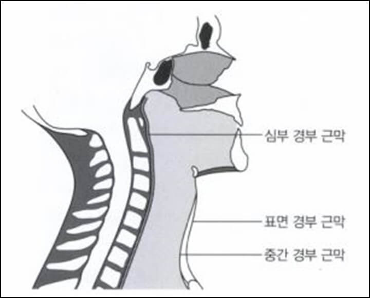 목의 근막을 3개로 나누어서 표면, 중간, 심부로 보여주는 그림