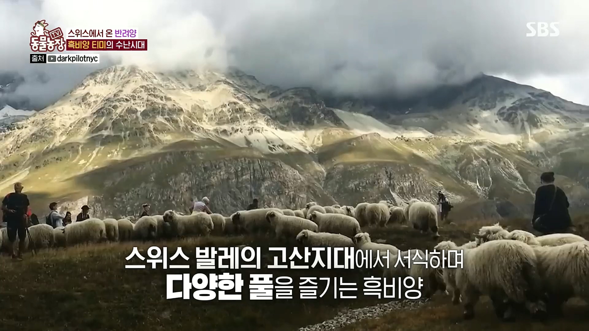 TV 동물농장.E1100.221218p.H264-F1RST.mp4_20221218_183447.127.jpg