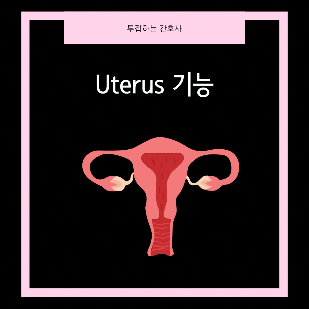uterus-기능