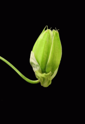 img.gif