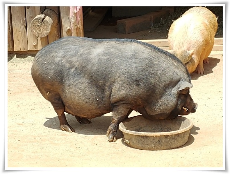  새끼 밴 어미돼지 꿈. 복권 1등 당첨!