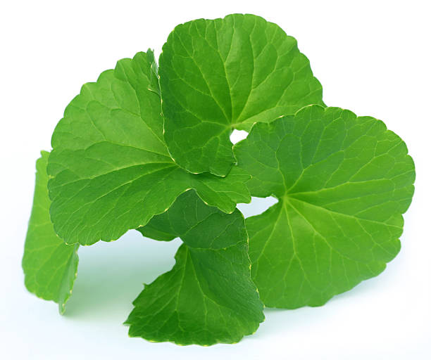 고투 콜라(gotu kola) 효능
