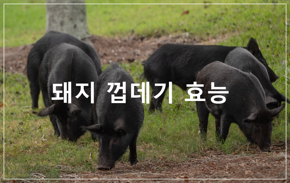 돼지 껍데기 효능