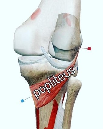 pppliteus 2