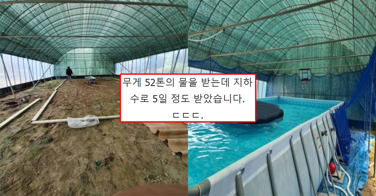  마당에 개인 수영장 만들었다고 자랑 글 올렸던 디씨인 대참사