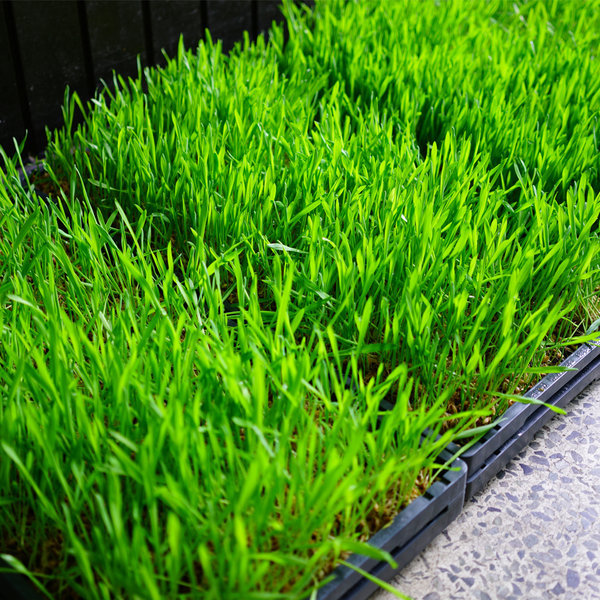 보리싹 싹의 7가지 효능과 부작용 5