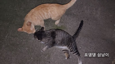 코-인사-하는-두-마리-고양이.