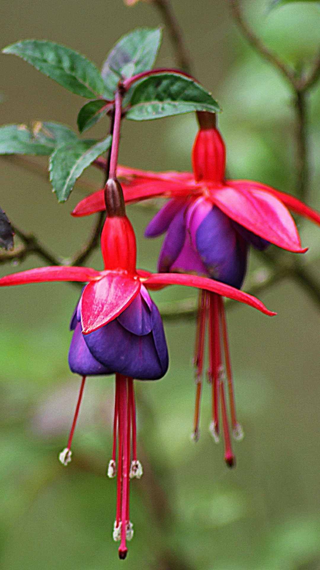 Fuchsia Flower iPhone Wallpaper