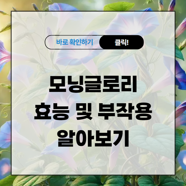 모닝글로리 효능 및 부작용 알아보기