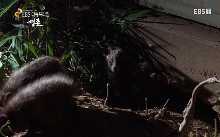 EBS 다큐프라임_ 220628.avi_20220629_210204.136.jpg