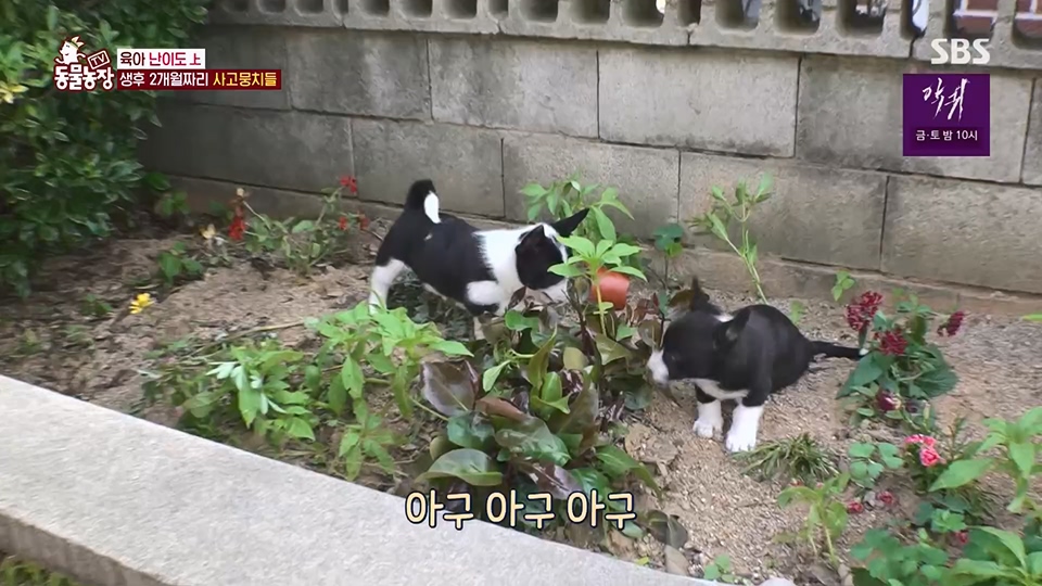 TV 동물농장.E1126.230625p.H264-F1RST.mp4_20230626_204256.606.jpg