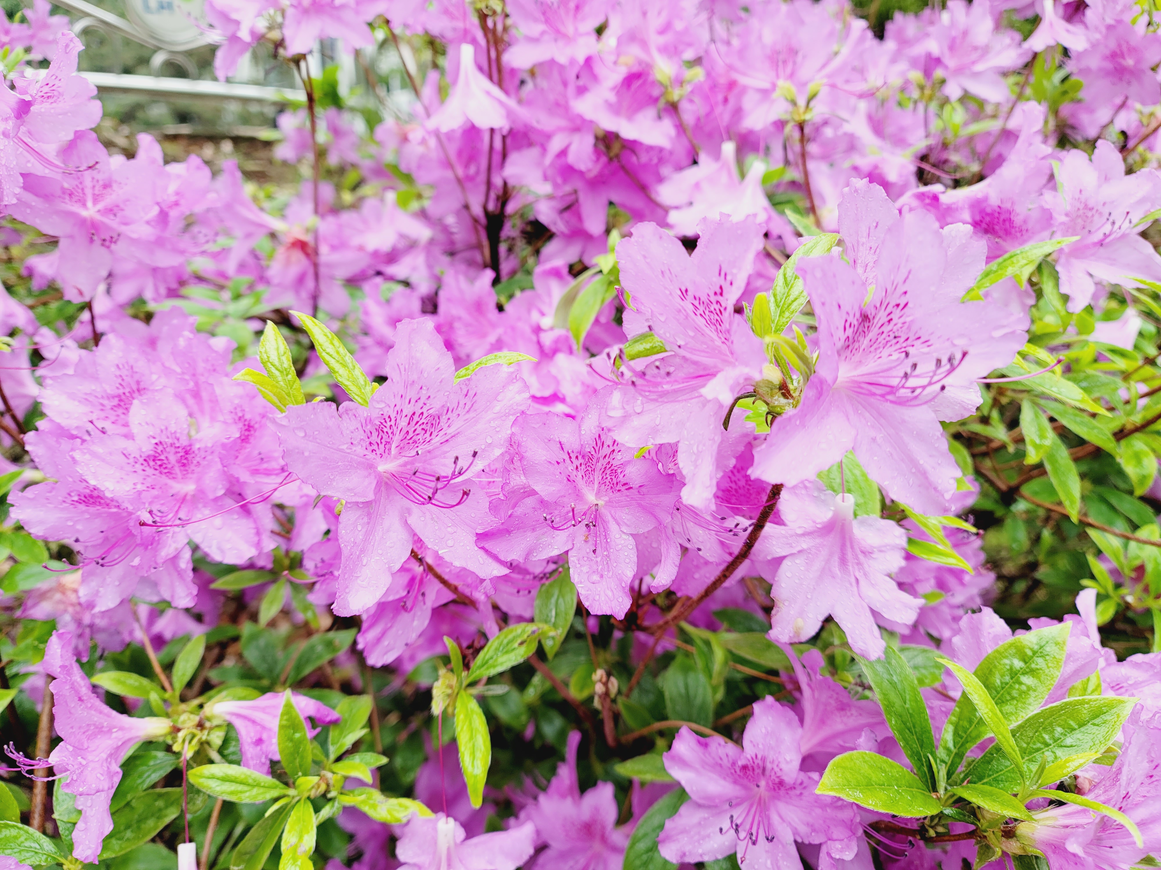 산철쭉 화단접대 41