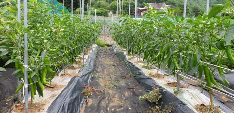 고추 ...모두싹 살포 물에 잠긴 18