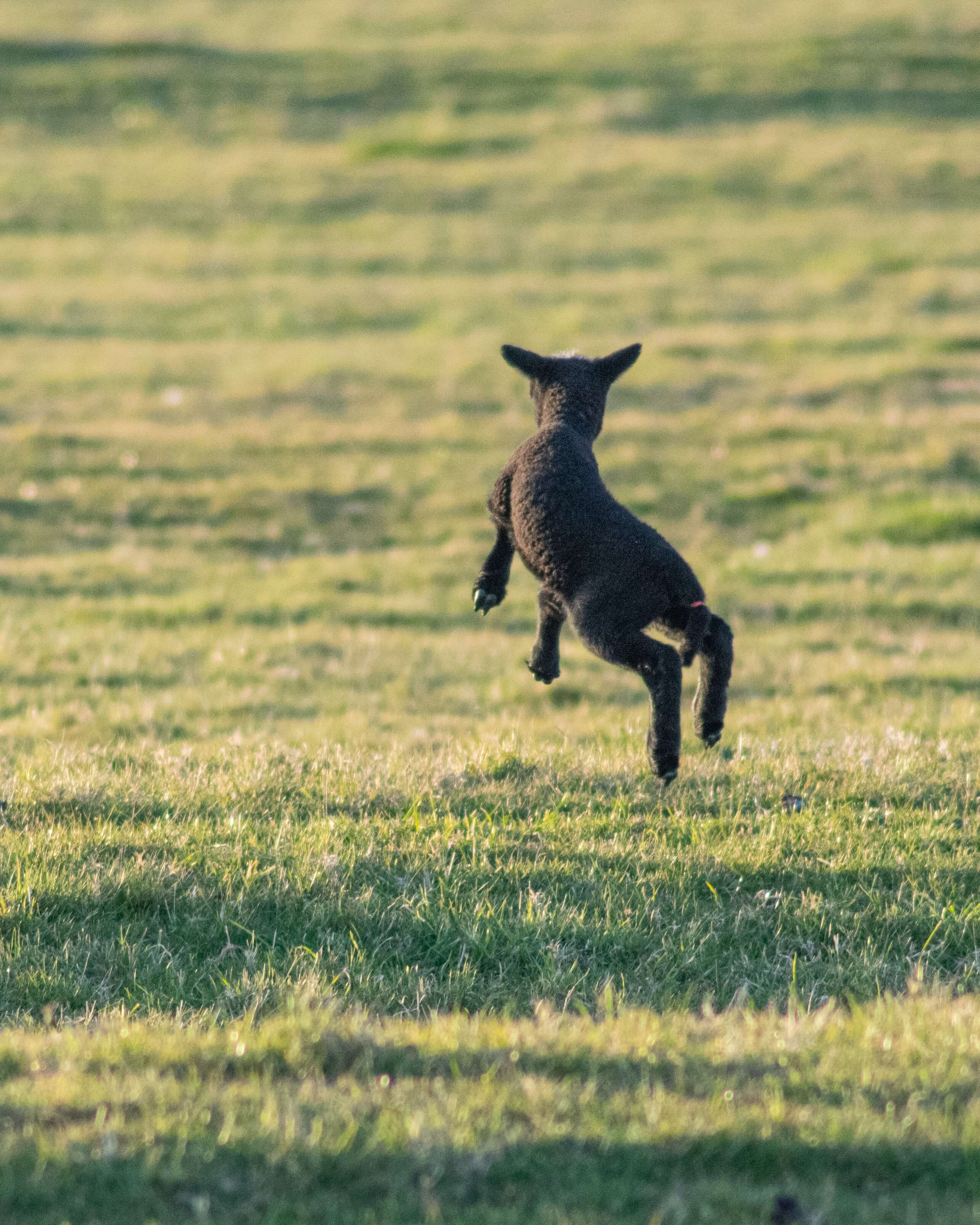 양이 펄쩍펄쩍 뛰고 있는 사진