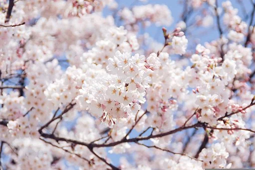 따뜻한 봄날 만개한 벚꽃의 모습(5)
