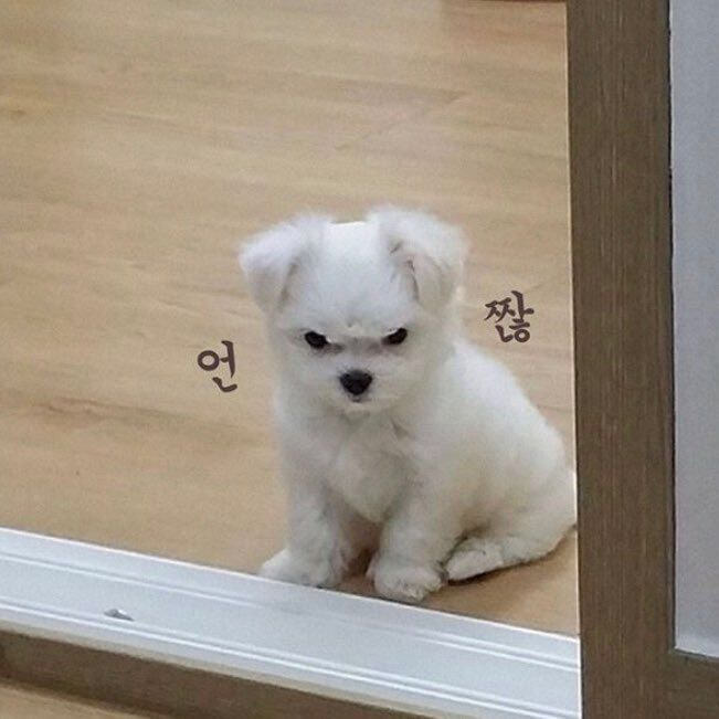 말티즈는 참지않긔짤 말티즈 화난짤 치와와분노짤 말티즈는 참지않긔짤 말티즈 화난짤 치와와분노짤