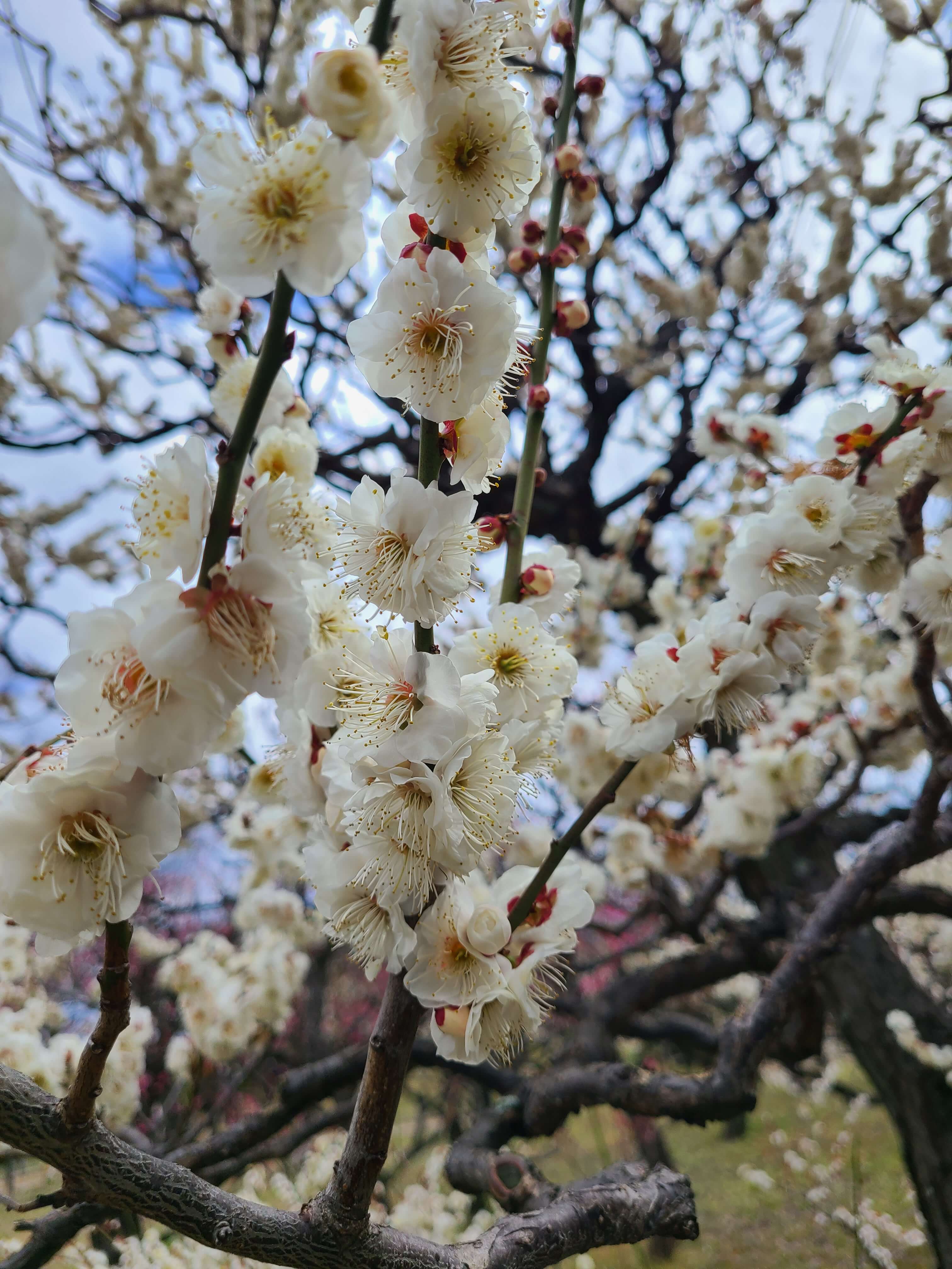 오사카성 매림 내 꽃나무 2
