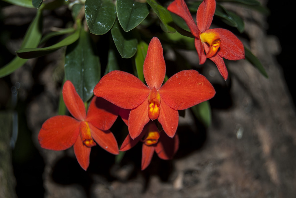 Cattleya acuensis 꽃 사진