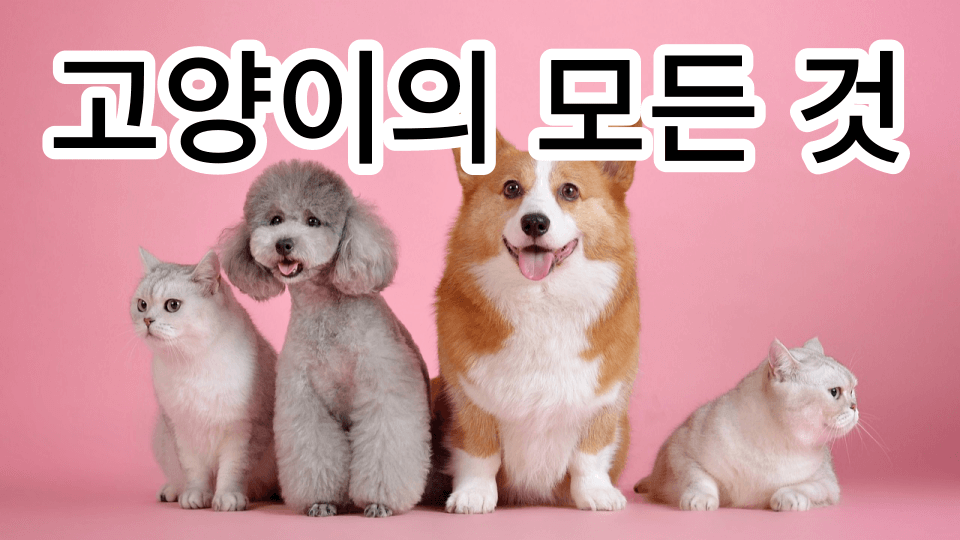 고양이