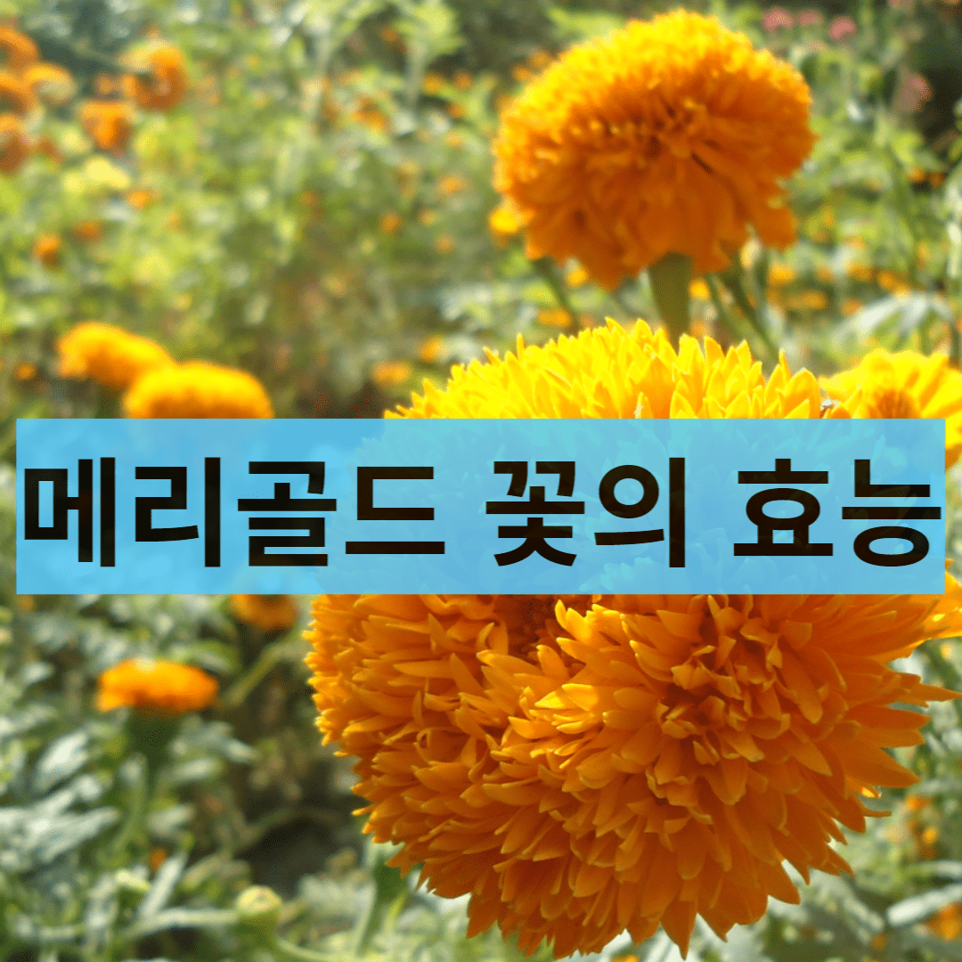  피부치료에 탁월한 메리골드 꽃/메리골드 꽃 차/메리골드 분말