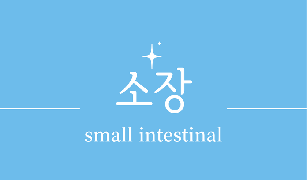 &#39;소장(small intestinal)&#39;