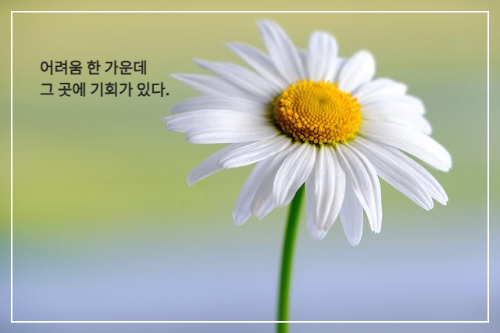 가까이에서 본 하얀색 데이지 꽃 한송이