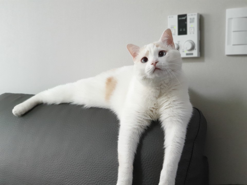  고양이 수명  몇 살까지 살 수 있을까?