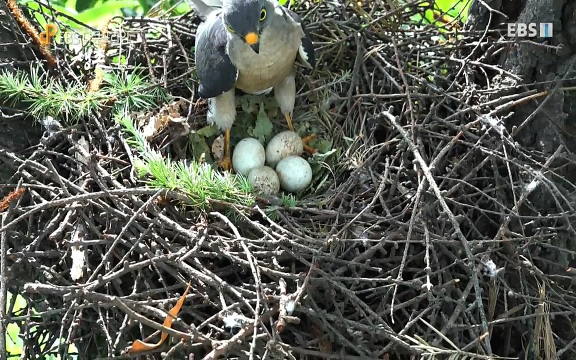 생존 3부_ EBS 다큐프라임_ 220629.avi_20220701_205937.169.jpg