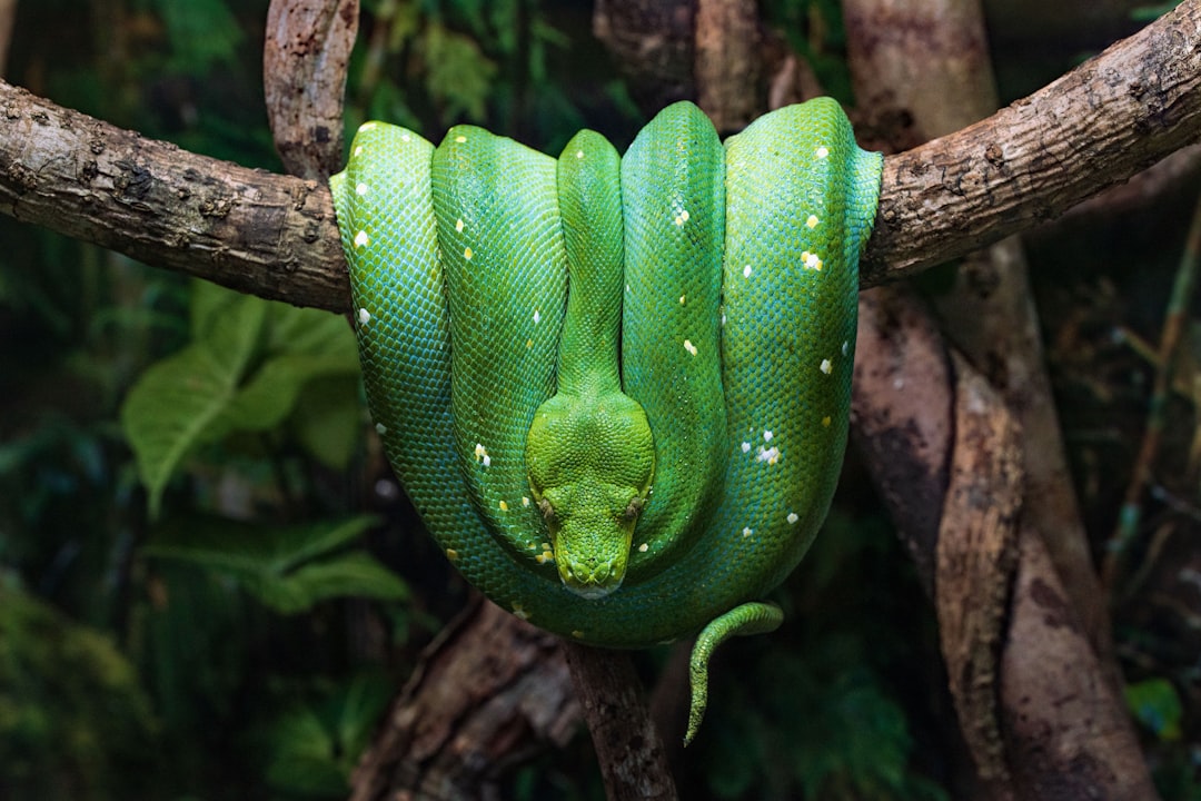 Snake