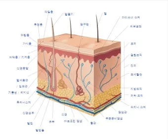 피부 구조와 기능 표피 진피 피하조직 위치 역할_4