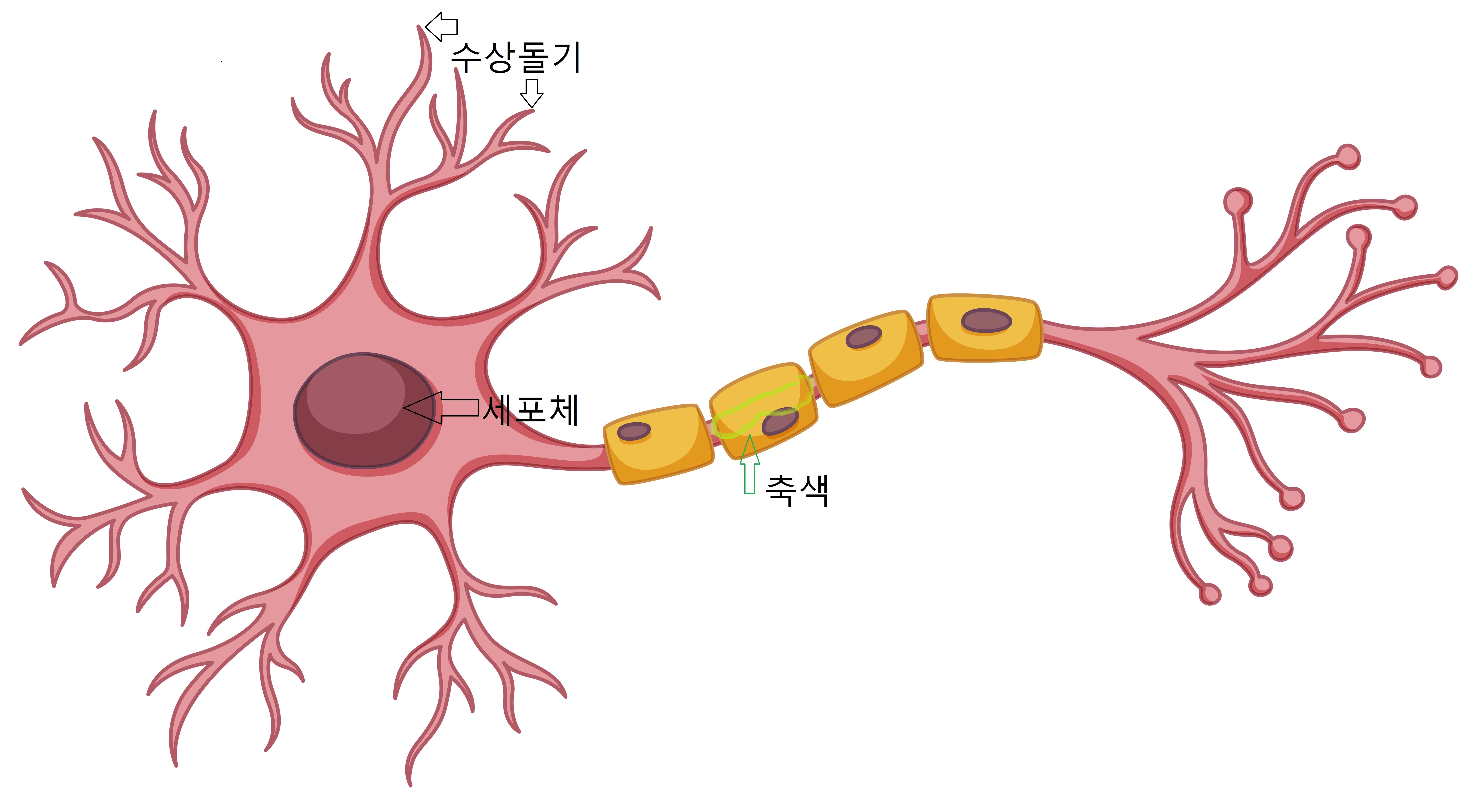 뉴런 수상돌기