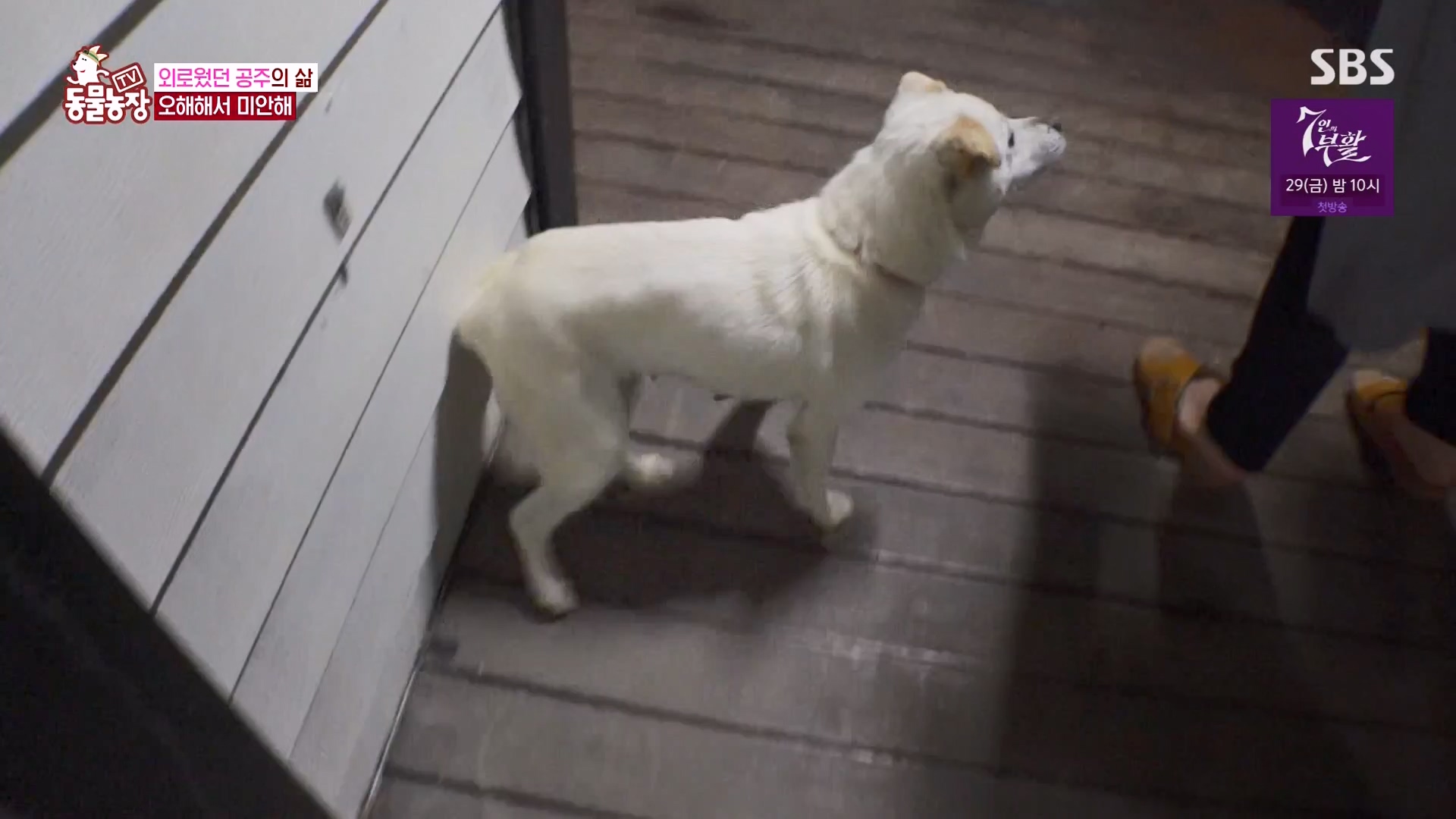 TV 동물농장.E1163.240317p-NEXT.mp4_20240317_171052.612.jpg