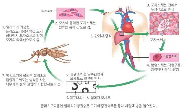 말라리아 전파 과정