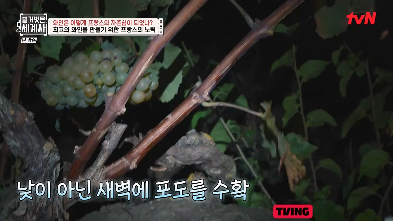 벌거벗은 세계사.E121.231018p-NEXT.mp4_20240518_165552.826.jpg