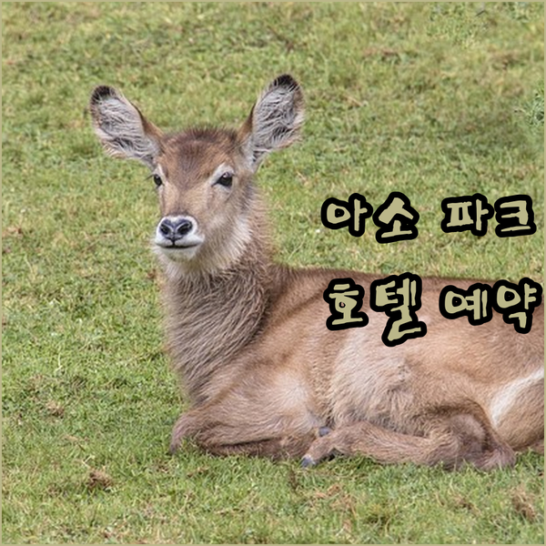 아소 여행의 완벽한 선택? 카메노이 