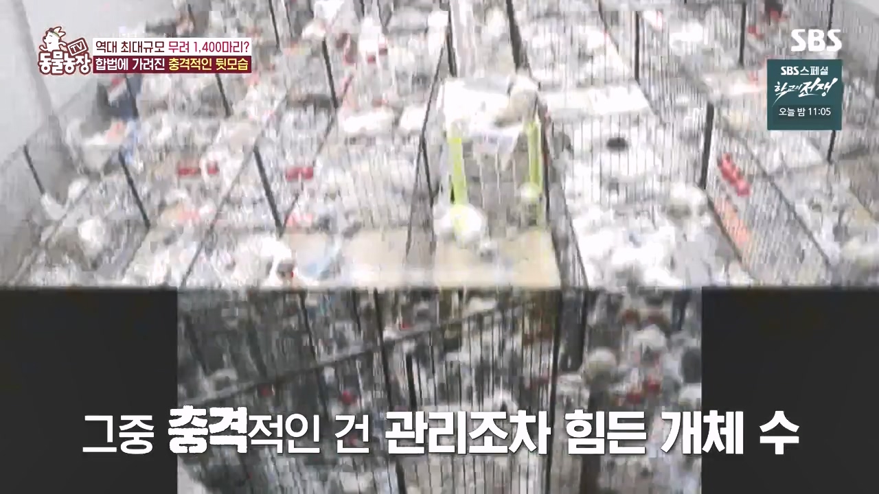 TV 동물농장.E1142.231023p-NEXT.mp4_20231022_172030.061.jpg