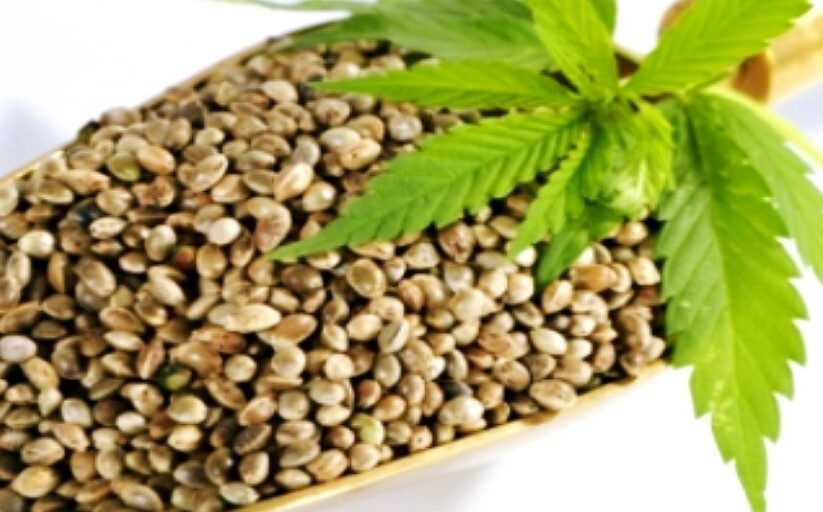 대마종자유의 효능 및 섭취방법 2