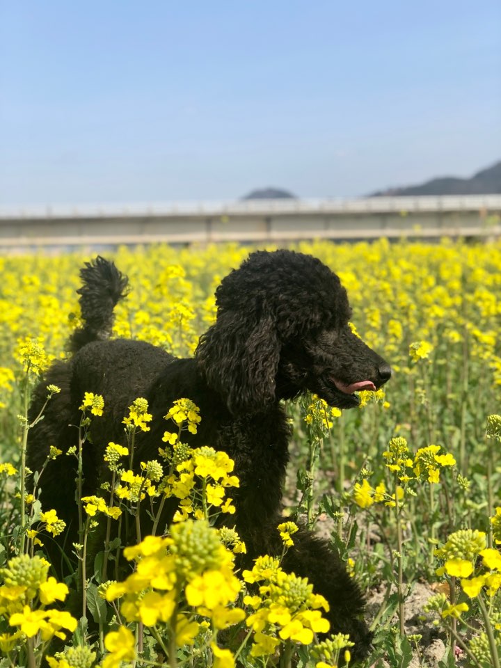  해남 고천암 유채꽃밭에서 애견과 뛰어보자!!