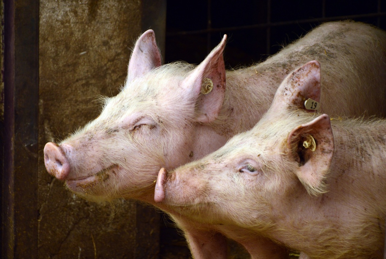  Tyson pork plant temporarily closed following fire