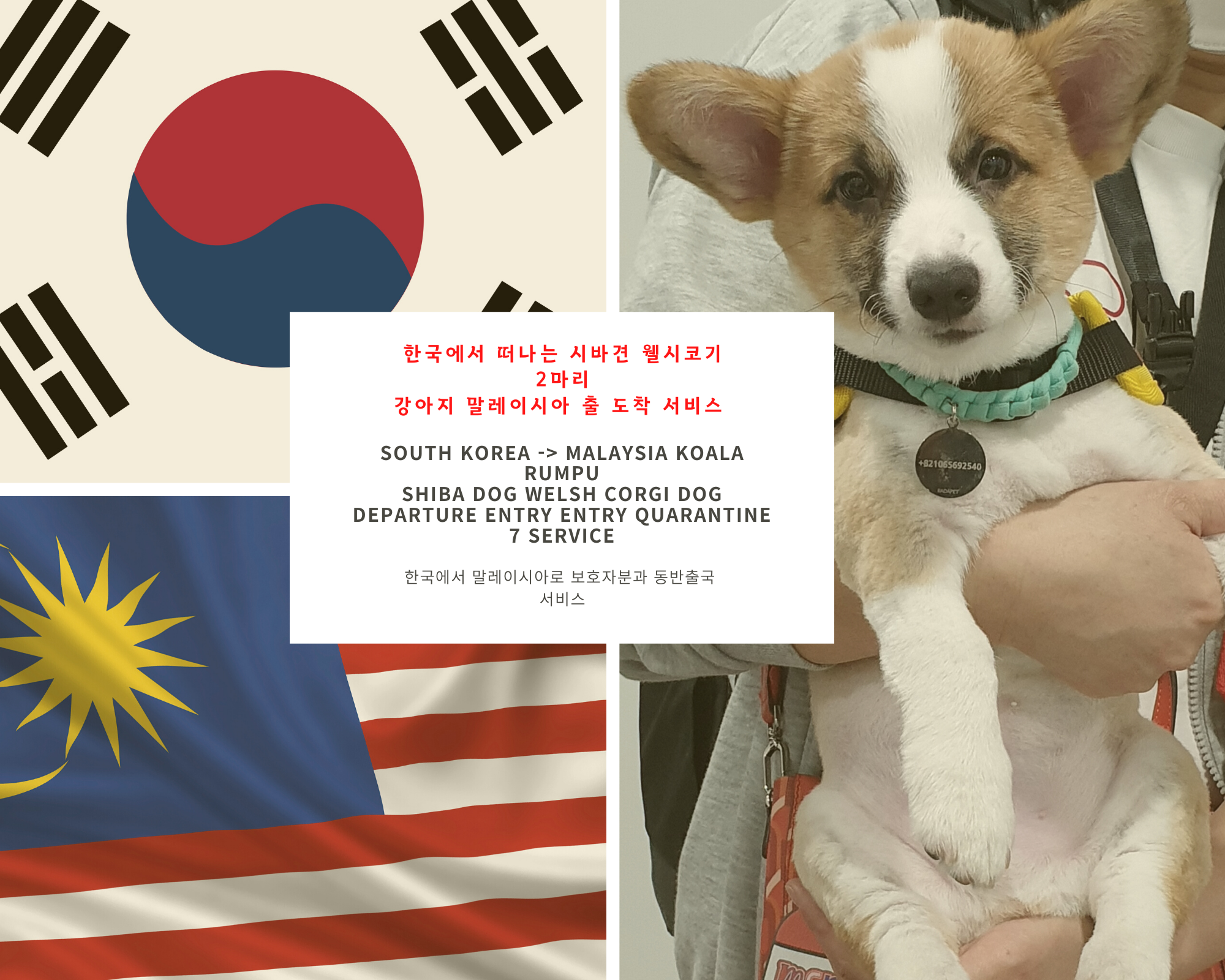  강아지검역 고양이검역 반려견검역 강아지해외입국 강아지동반입국 동물검역 강아지해외통관 고양이해외통관 강아지통관 고양이통관  [말레이시아 강아지와함께 출국 입국] 강아지계류 강..
