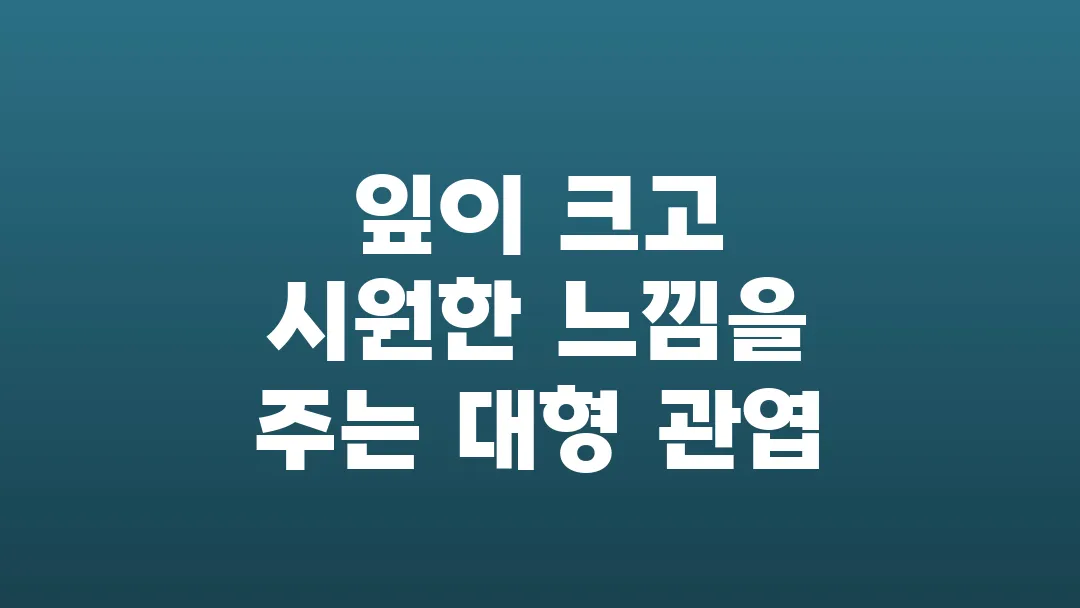 잎이 크고 시원한 느낌을 주는 대형 관엽