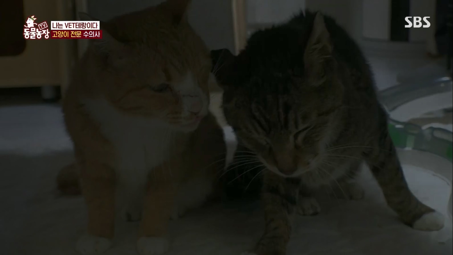 TV 동물농장.E1127.230702p.H264-F1RST.mp4_20230704_212713.848.jpg