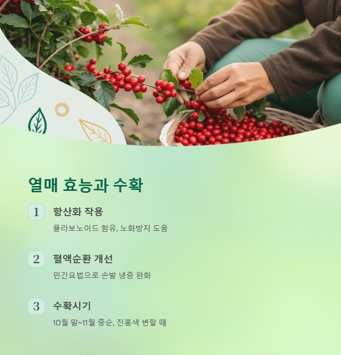 낙상홍 열매
