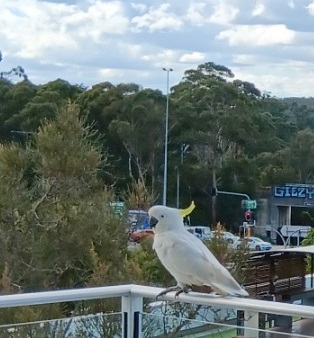 &quot;집에 코카투(Cockatoo)가 들어왔어요!&quot; 기념! 새와 관련된 속담&#44; 관용구 정리 모음