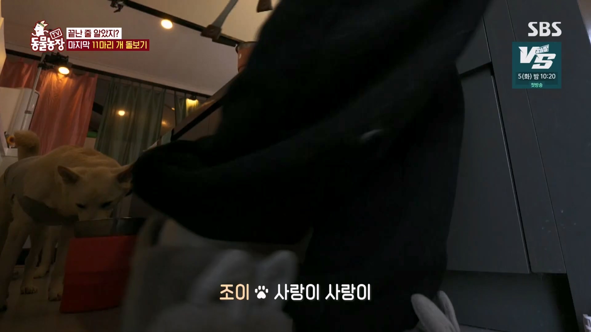TV 동물농장.E1148.231203p.H264-F1RST.mp4_20231203_181444.038.jpg