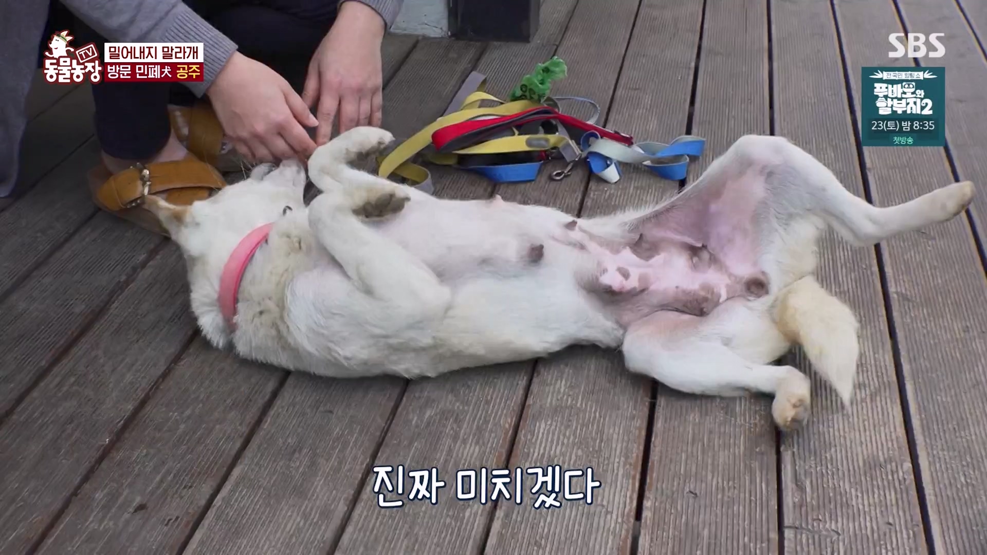 TV 동물농장.E1163.240317p-NEXT.mp4_20240317_171048.635.jpg