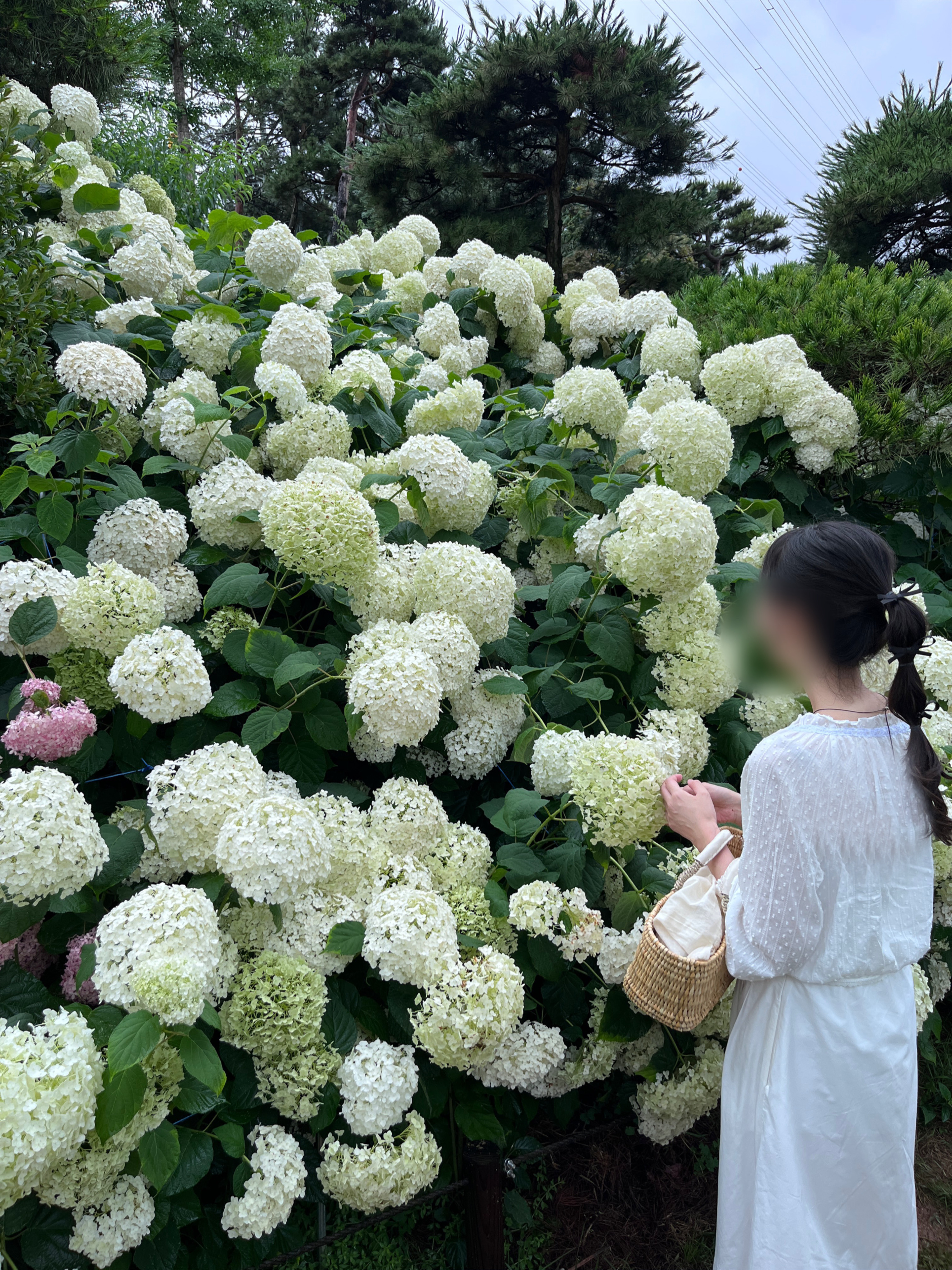 수국풍경 