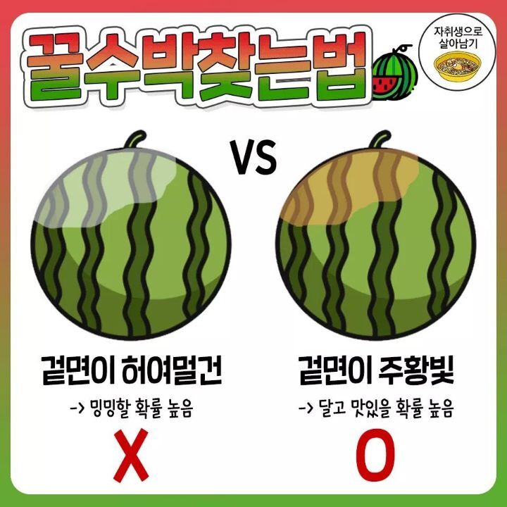  꿀수박 고르는 법