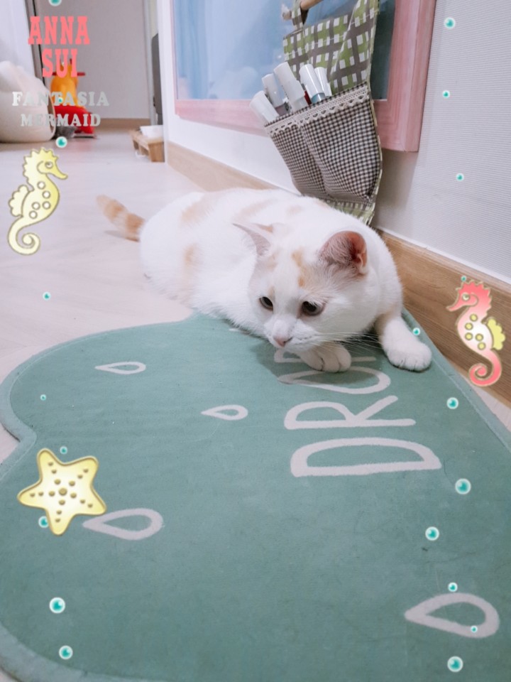  고양이 사냥놀이, 살아가면서 필요한 움직임의 연습과정!