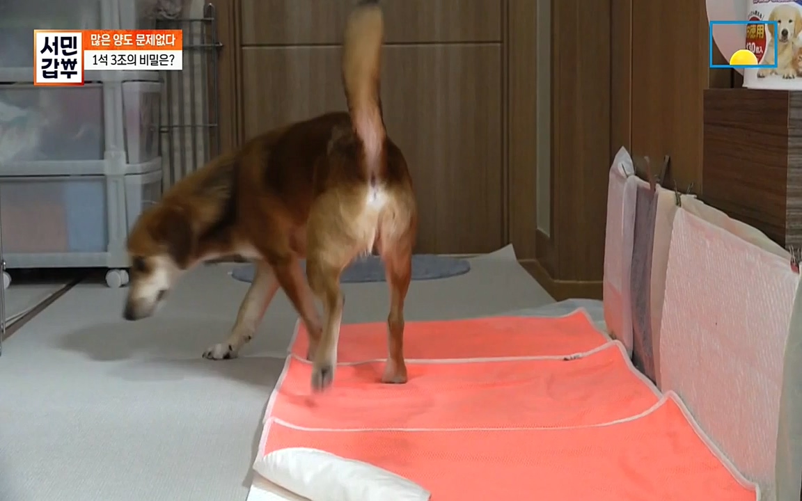 서민 갑부.E384.220522p-NEXT.mp4_20220522_184740.027.jpg